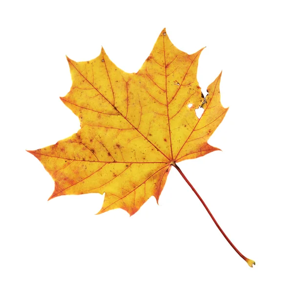 Maple-leaf isolated over white — Stock Photo, Image