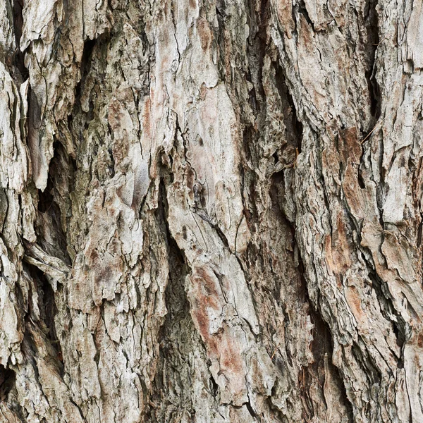 Velho fragmento de textura de casca de árvore — Fotografia de Stock