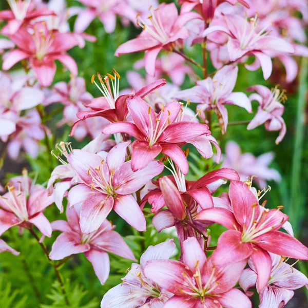 Blume Hintergrund Zusammensetzung — Stockfoto