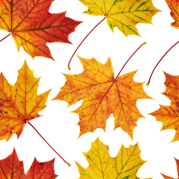 Maple-leaf seamless background — Stock Photo, Image