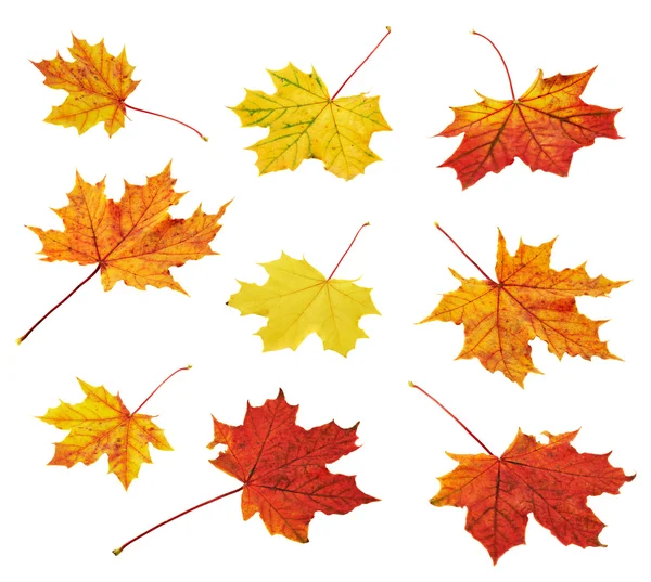 Autumn maple-leaf set isolated — Stock Photo, Image