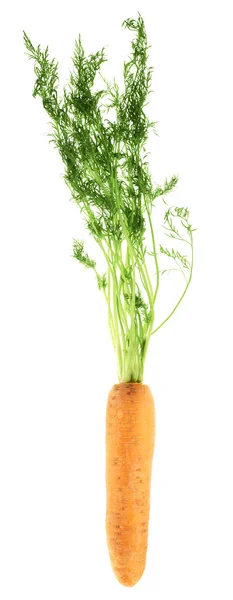 Cenoura sem casca com o topo verde isolado — Fotografia de Stock