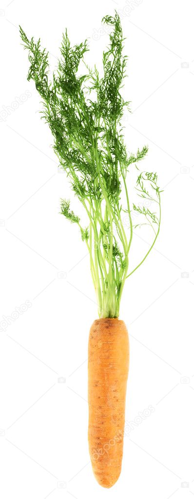 Unpeeled carrot with the green top isolated