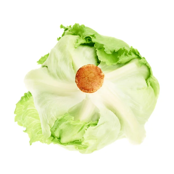 Green cabbage isolated — Stock Photo, Image