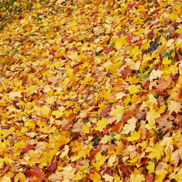 Suprafața acoperită cu frunze de arțar — Fotografie, imagine de stoc