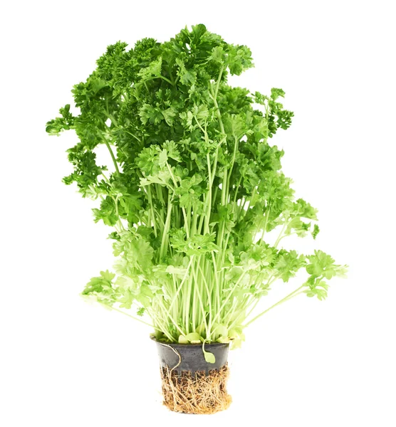 Fresh green parsley isolated — Stock Photo, Image