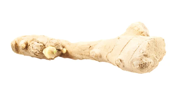 Ginger root isolated — Stock Photo, Image