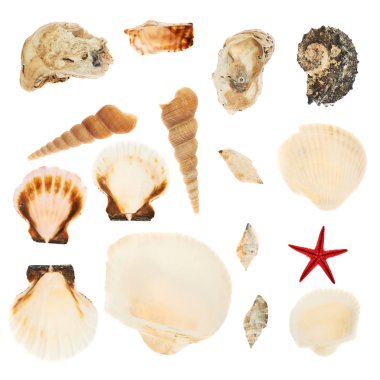 birden fazla deniz kabuklarını izole kümesi