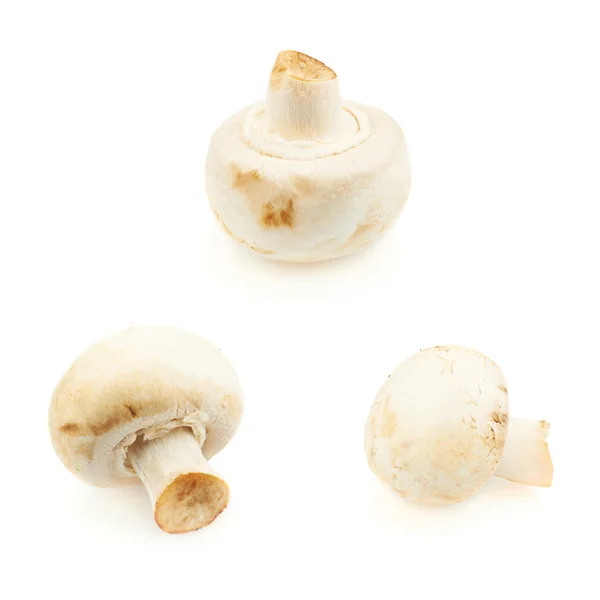 Три гриба шампиньона — стоковое фото