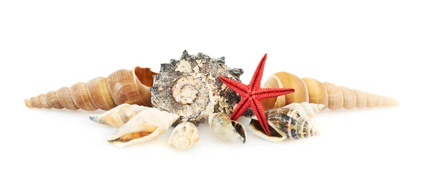 堆贝壳 — 图库照片