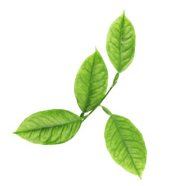 limon ağacı yaprakları Şubesi