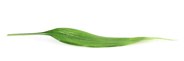 Palm tree leaf isolated — Stock Photo, Image