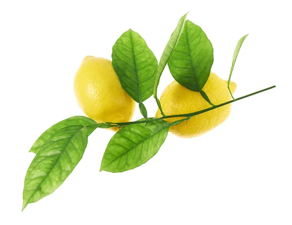 limon meyve yeşil dal