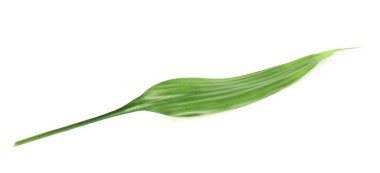 palmiye ağacı yaprak izole