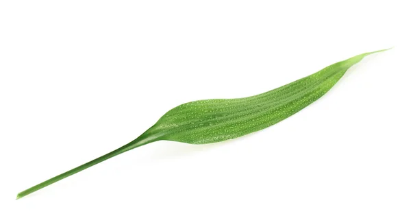 팜 트리 잎 절연 — 스톡 사진