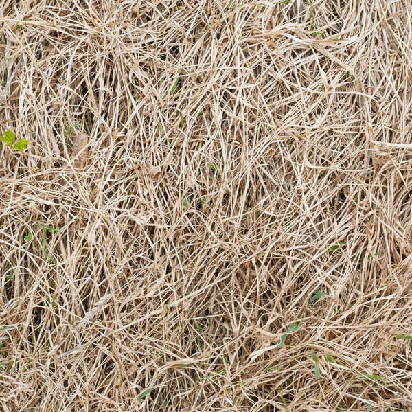 Фрагмент сухой травы — стоковое фото