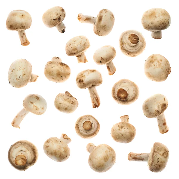 Set of champignon mushrooms — Stock Photo, Image