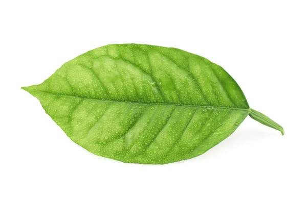 Hoja de limonero aislada —  Fotos de Stock