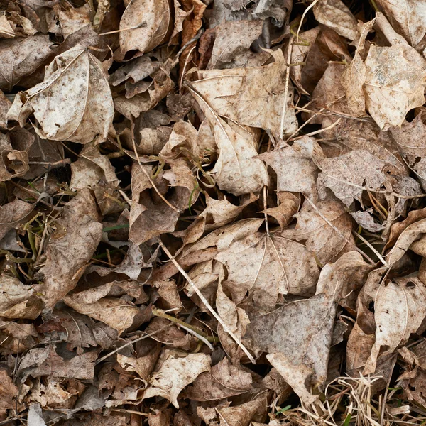 Frammento di foglie vecchie essiccate — Foto Stock