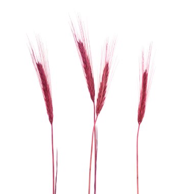 renkli kulak buğday