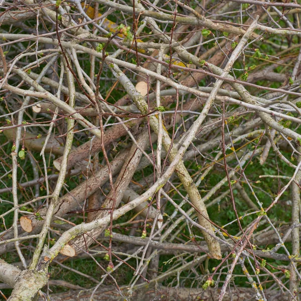 Pile de branches d'arbres — Photo