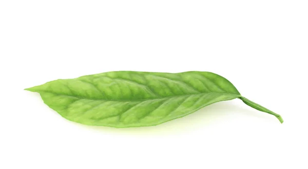 Lemon tree leaf — Stock Photo, Image