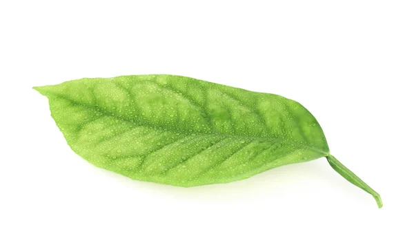 Lemon tree leaf — Stock Photo, Image