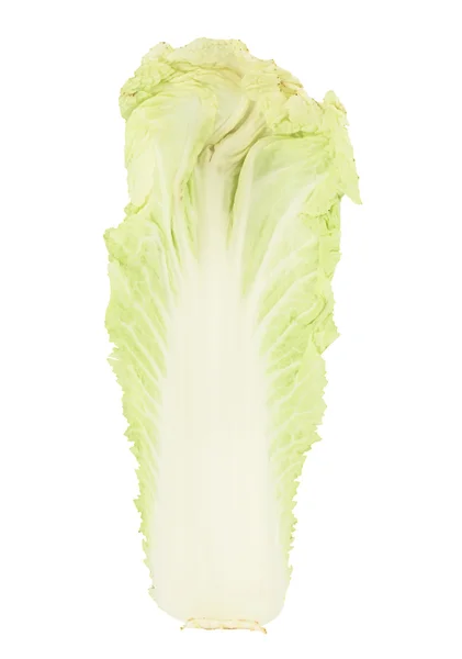 Nappa cabbage — Stock Photo, Image