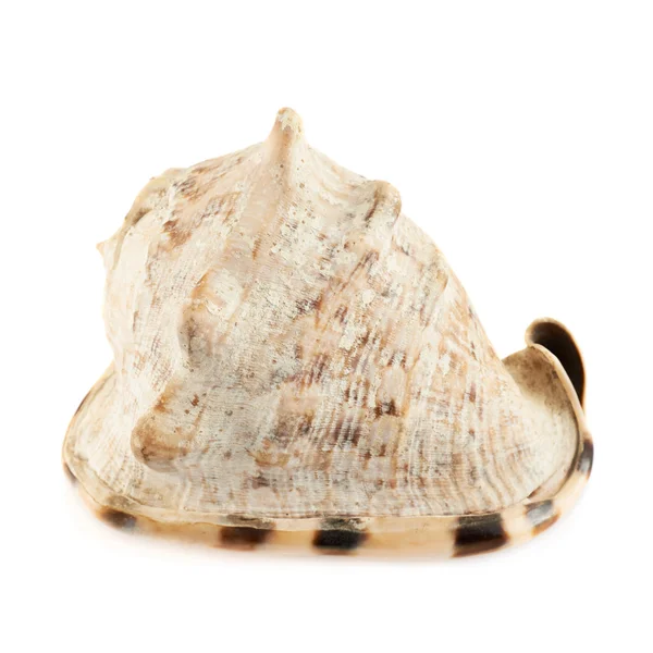 Aquatic Seashell — Stock Photo, Image