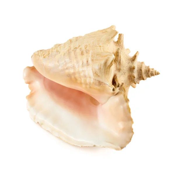 Aquatic Seashell — Stock Photo, Image