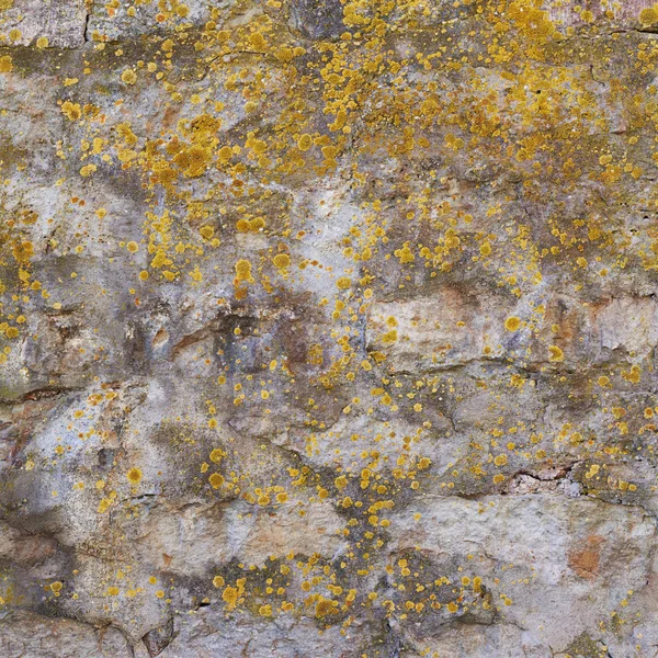 Vieux mur recouvert de lichen — Photo