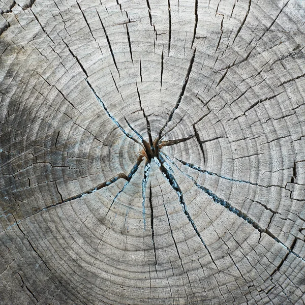 Taglio vecchio e secco dell'albero — Foto Stock