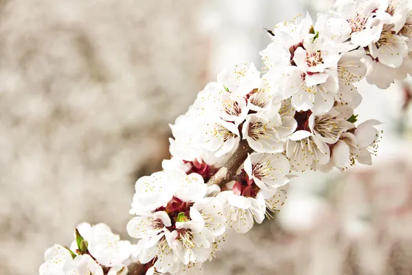 Blossom — Stock Photo, Image