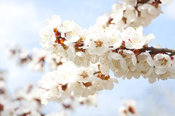 Blüte — Stockfoto