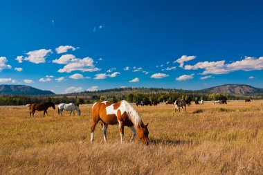 yellowstone Milli Parkı, ABD içinde barış at nalı zevk almak