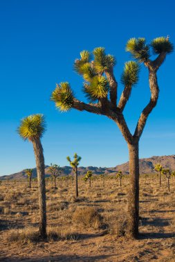 Joshua Tree Ulusal Parkı, Kaliforniya, ABD