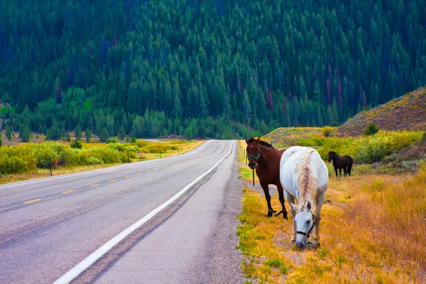 Horses enjoy the peace in Yellowstone National Park,USA — Stock Photo, Image