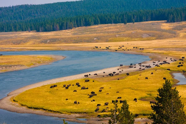 Bison paradijs in het nationaal park yellowstone, Verenigde Staten — Stockfoto