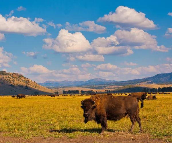 Bison Paradise no Parque Nacional de Yellowstone, EUA — Fotografia de Stock