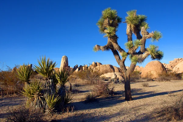 Joshua Tree im Joshua Tree Nationalpark, Kalifornien, USA — Stockfoto