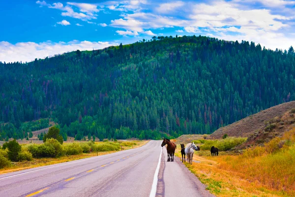 Horses enjoy the peace in Yellowstone National Park,USA — Stock Photo, Image