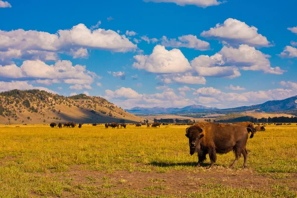 Bison ráj v yellowstone national park, usa — Stock fotografie