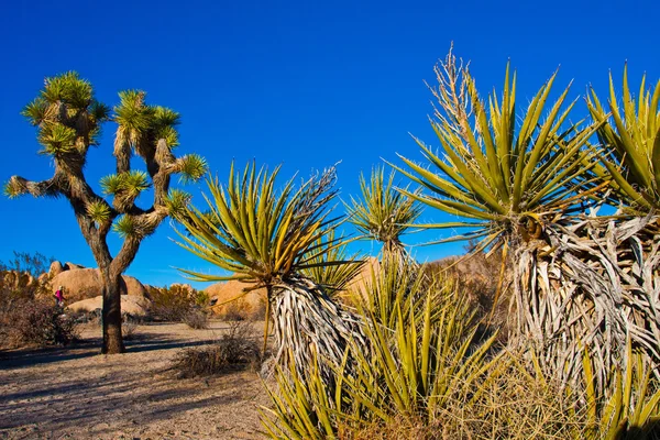 Joshua Tree im Joshua Tree Nationalpark, Kalifornien, USA — Stockfoto