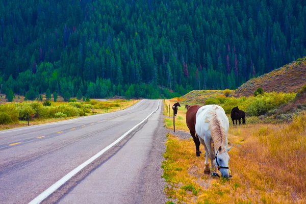 I cavalli godono della pace nel Parco Nazionale di Yellowstone, USA — Foto Stock