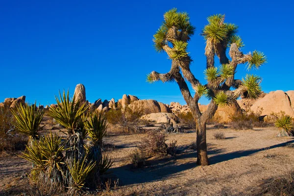 Joshua Tree im Joshua Tree Nationalpark, Kalifornien, USA — Stockfoto