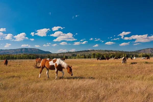 I cavalli godono della pace nel Parco Nazionale di Yellowstone, USA — Foto Stock