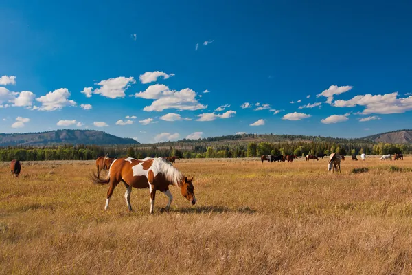 yellowstone Milli Parkı, ABD içinde barış at nalı zevk almak