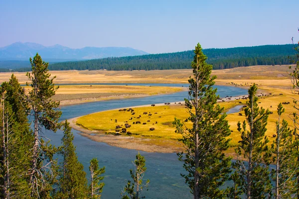 Bison paradijs in het nationaal park yellowstone, Verenigde Staten — Stockfoto