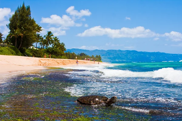 Żółw, ciesząc się promieniami słońca na plaży w oahu na Hawajach — Zdjęcie stockowe