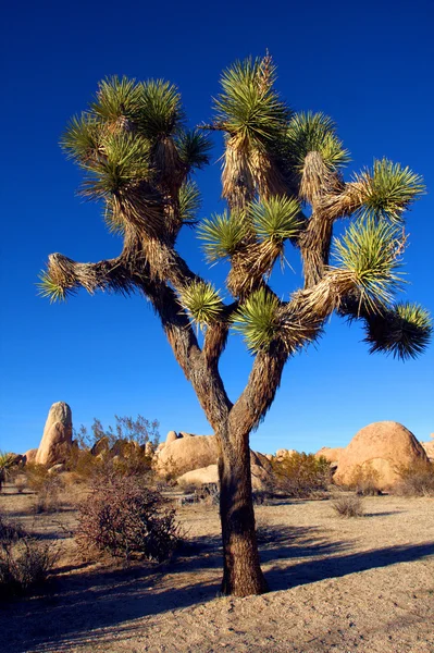 Joshua Tree in Joshua Tree National Park, Californië, Verenigde Staten — Stockfoto
